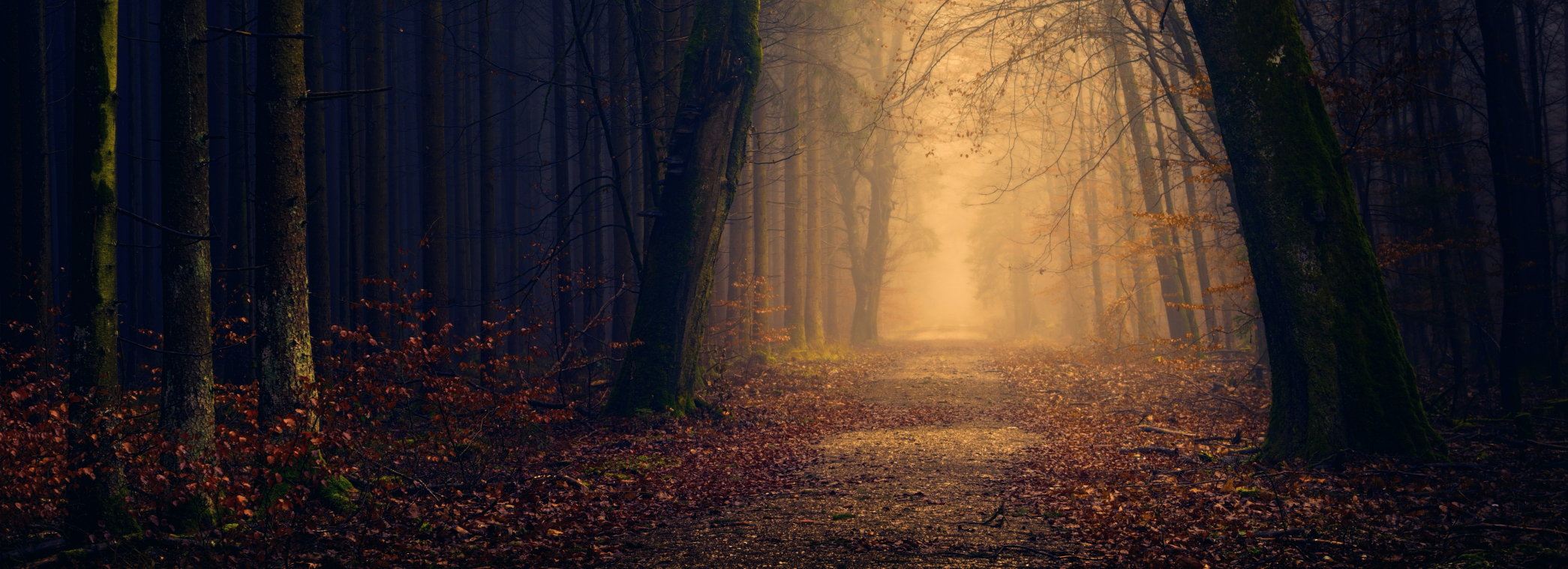 A photo of a path through a forest in autumn